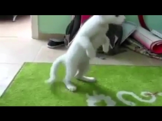 Кошки ходят на двух лапах