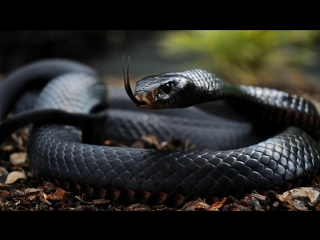 10 Самых Опасных ЗМЕЙ на Планете